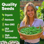 HOME GROWN Organic Cascadia Snap Pea Seeds 100+ Heirloom Non-GMO Seeds - Image 2