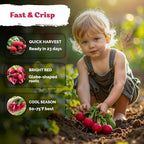 KVITER 900 Cherry Belle Radish Seeds - Image 4