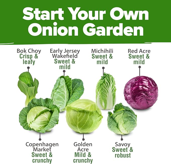 HOME GROWN Cabbage Seeds 7 Variety Mix 2000+ Heirloom Non-GMO, High Germination - Image 2