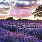 Ola Prima Peppermint Essential Oil Therapeutic Grade 16 oz - Image 4