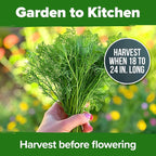 HOME GROWN Non GMO Dill Seeds for Planting 1, 014 Bouquet Dill Seeds and - Image 7