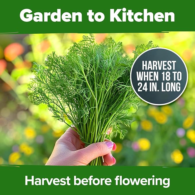 HOME GROWN Dill Seeds 2 Pack - Image 7