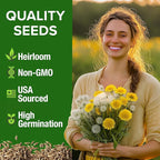 HOME GROWN Dandelion Seeds for Planting 600 Heirloom Medicinal Herb Seeds Non - Image 2