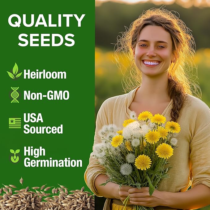 HOME GROWN Dandelion Seeds for Planting 600 Heirloom Medicinal Herb Seeds Non - Image 2