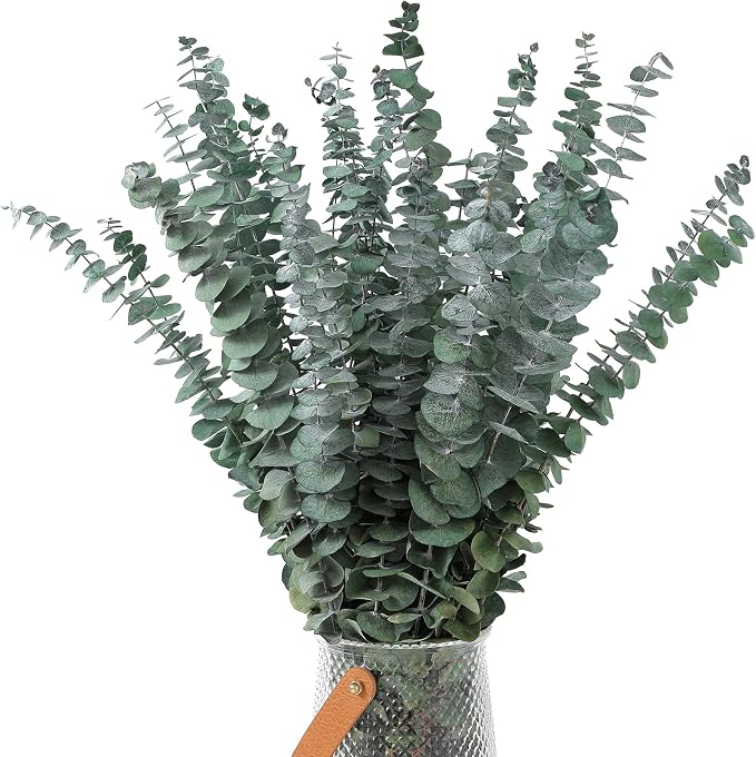 30 Pcs Dried Eucalyptus Stems 17" Real Eucalyptus - Image 2