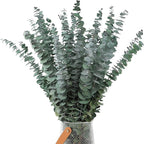 30 Pcs Dried Eucalyptus Stems 17" Real Eucalyptus - Image 2