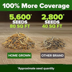 HOME GROWN Marigold Seeds Bulk Mix - Image 3