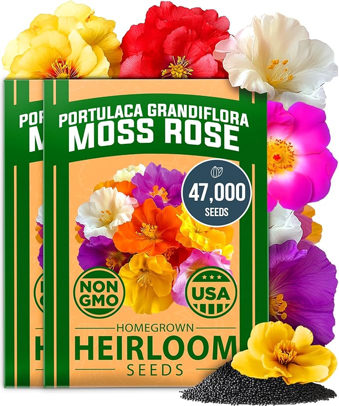 HOME GROWN 47000+ Moss Rose Seeds Annual Flower by HOMEGROWN