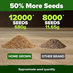 HOME GROWN Hard Red Winter Wheatgrass Seeds 12, 000+ Bulk 1.5 lb Heirloom - Image 3