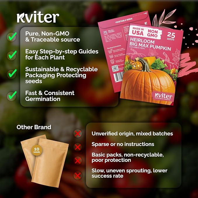 KVITER 25 Big Max Pumpkin Seeds - Image 5