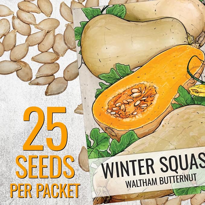 Seed Needs Waltham Butternut Squash Seeds - Image 3