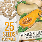 Seed Needs Waltham Butternut Squash Seeds - Image 3