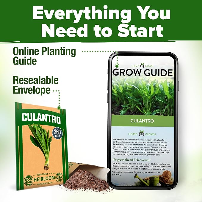 HOME GROWN Non GMO Culantro Seeds 360 Herb Seeds - Image 8