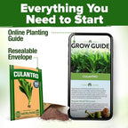HOME GROWN Culantro Seeds - Image 8