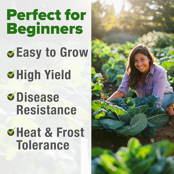 HOME GROWN Georgia Southern Collard Green Seeds 600+ Heirloom Non-GMO Seeds - Image 4