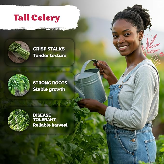 KVITER 1000 Tall Utah Celery Seeds – Celery Seed Packets Home Grown – Non GMO - Image 4