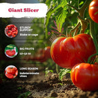 KVITER 325 Giant Beefsteak Tomatoes Seeds – Beef Steak Tomato Seed Packets - Image 4