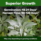 HOME GROWN Non GMO White Sage Seeds 323 Pack Heirloom Seeds - Image 5
