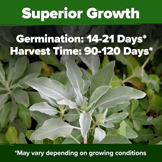 HOME GROWN Non GMO White Sage Seeds 323 Pack Heirloom Seeds - Image 5