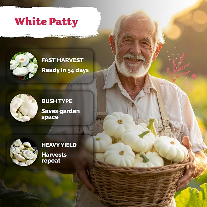 KVITER 50 White Patty Pan Squash Seeds – Scallops Bush Summer Squash Seed - Image 4
