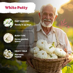 KVITER 50 White Patty Pan Squash Seeds – Scallops Bush Summer Squash Seed - Image 4