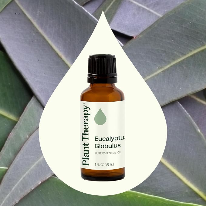 Plant Therapy Eucalyptus Globulus Essential Oil, 30 mL, - Image 4