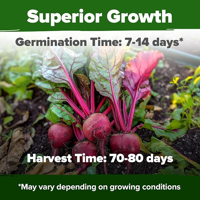 HOME GROWN Detroit Dark Red Beet Seeds 500+ Heirloom Non GMO Seeds - Image 2