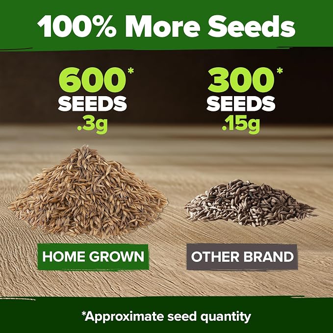 HOME GROWN Dandelion Seeds for Planting 600 Heirloom Medicinal Herb Seeds Non - Image 3