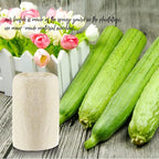100% Large Nature 6 Pack of Organic Loofahs Loofah Spa Exfoliating Scrubber - Image 7