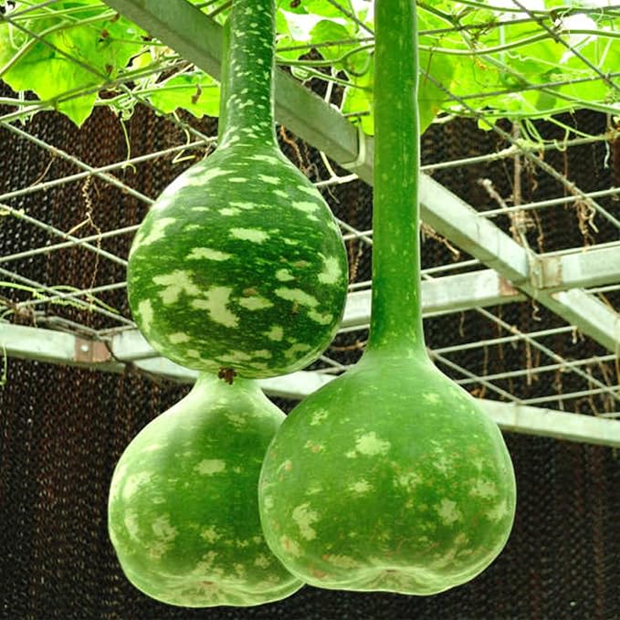 KVITER 10 Dipper Gourd Seeds – Long Handle Dipper Gourd, Heirloom Seeds Non GMO by KVITER