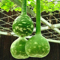 KVITER 10 Dipper Gourd Seeds – Long Handle Dipper Gourd, Heirloom Seeds Non GMO by KVITER