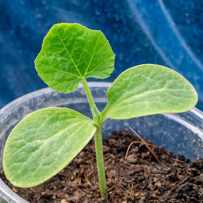 Seed Needs, Table King Acorn Winter Squash Seeds - Image 5