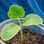 Seed Needs, Table King Acorn Winter Squash Seeds - Image 5