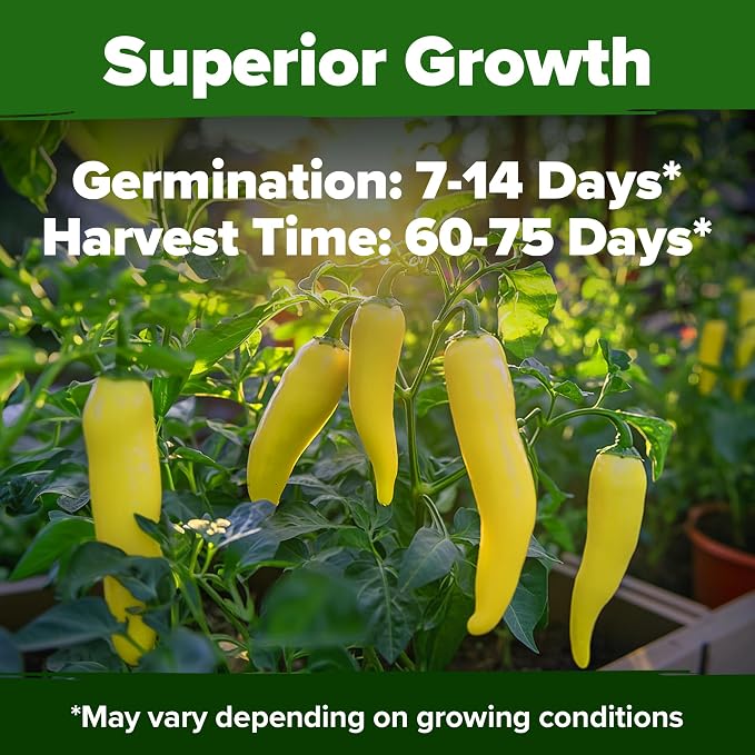 HOME GROWN Banana Pepper Seeds 94+ Heirloom Non GMO Seeds - Image 5