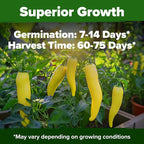 HOME GROWN Banana Pepper Seeds 94+ Heirloom Non GMO Seeds - Image 5