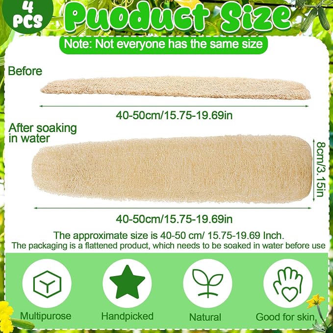 15.7-19.7 inches Natural Loofah Sponges Pack of 4 - Image 2