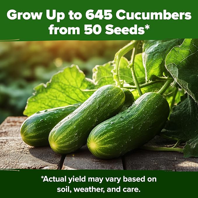 HOME GROWN Persian Cucumber Seeds 50+ Heirloom Non-GMO, Beit Alpha Variety - Image 6