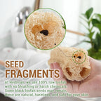 Natural Vietnamese Loofah Sponge, 100% Plant-Based Luffa Exfoliating Body - Image 7