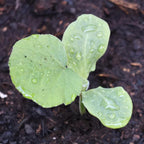 Seed Needs Waltham Butternut Squash Seeds - Image 2