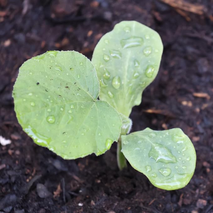 Seed Needs Waltham Butternut Squash Seeds - Image 2