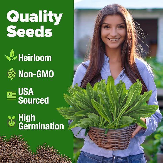 HOME GROWN Non GMO Culantro Seeds 360 Herb Seeds - Image 2