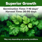 HOME GROWN Non GMO 500+ Cilantro Seeds Heirloom Coriander Seeds - Image 2