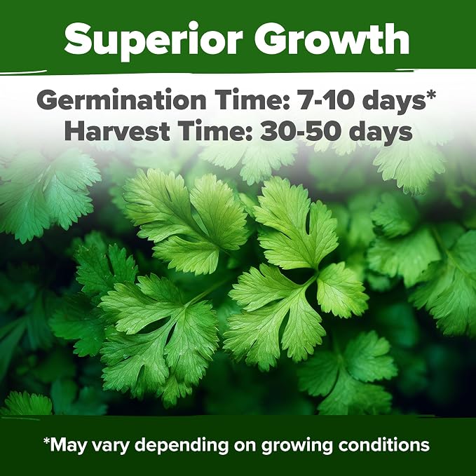 HOME GROWN Non GMO 500+ Cilantro Seeds Heirloom Coriander Seeds - Image 2