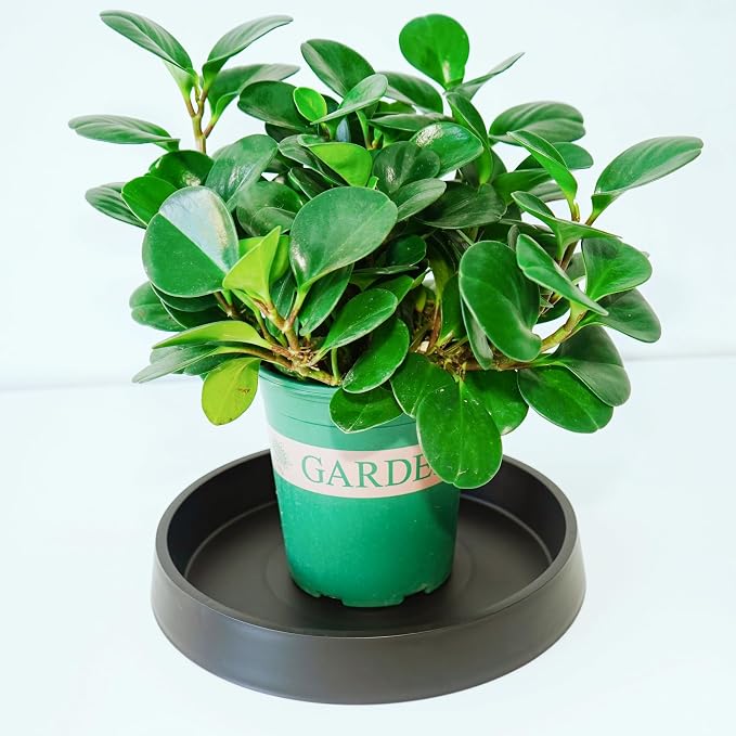 Plant Saucer Tray for Ceramic Plastic Pots, 12 inch Plant Saucers for Indoors - Image 5