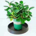 Plant Saucer Tray for Ceramic Plastic Pots, 20 inch Plant Saucers for Indoors - Image 5