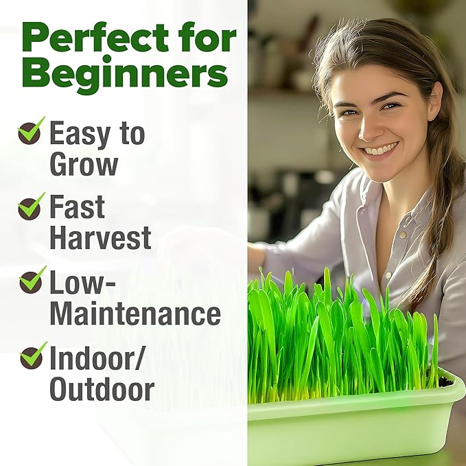 HOME GROWN Hard Red Winter Wheatgrass Seeds 12, 000+ Bulk 1.5 lb Heirloom - Image 4