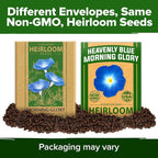 HOME GROWN Heavenly Blue Morning Glory - Image 9