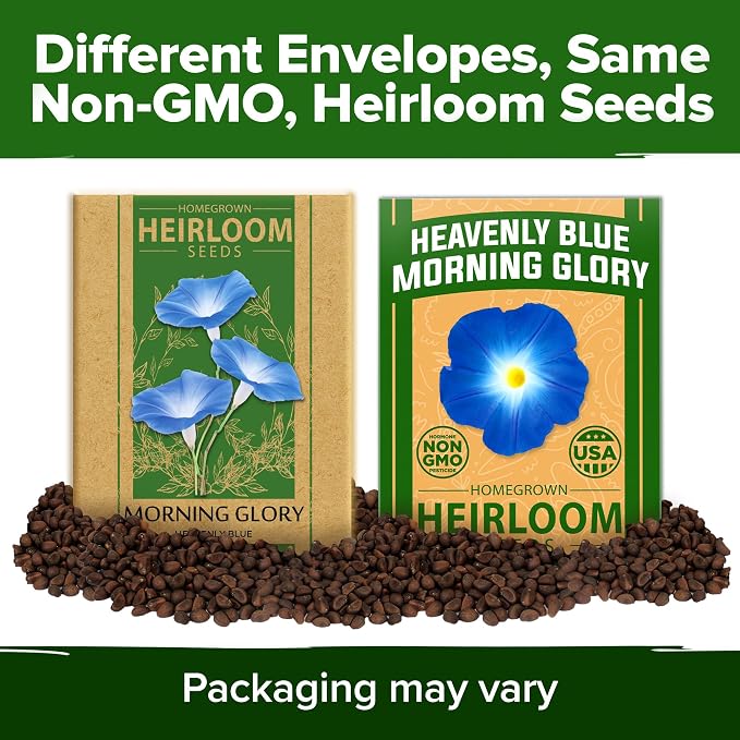 HOME GROWN Heavenly Blue Morning Glory - Image 9