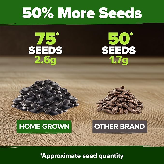 HOME GROWN Chocolate Cherry Sunflower Seeds 75 Heirloom Seeds - Image 6