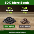 HOME GROWN Chocolate Cherry Sunflower Seeds 75 Heirloom Seeds - Image 6